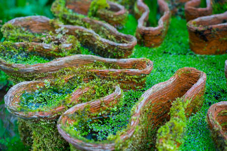 Close up flowerpot overgrown with moss with plant in the garden selective focus Copy space.