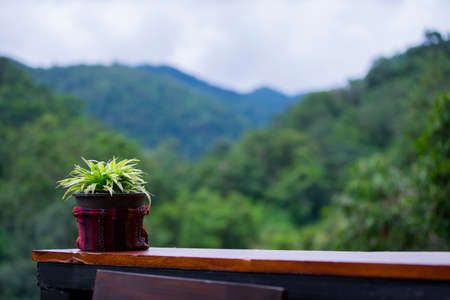 plan pot in colourful hand weav bag on woodent table green view background.の写真素材