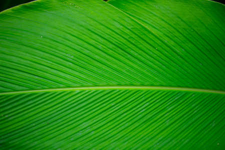 Abstract green leaf texture for backgroundの写真素材