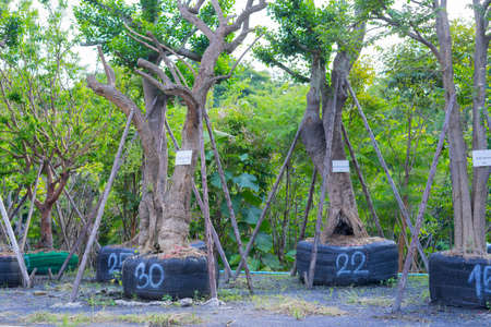 large tree were removed from the wild to prepare for sale in Thailand.