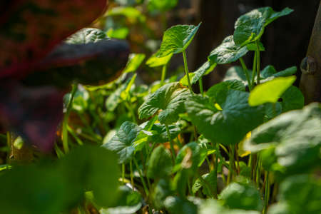 Centella asiatica, commonly known as centella and gotu kola, is a small, herbaceous, annual plant...