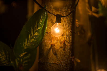 Moths Flying Around Lightbulb Dark summer night of tropical Rainforest ecosystems with light from...