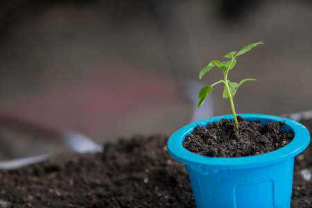 tomato plant in the blue pot with ground. In early spring preparations for the garden season.の写真素材