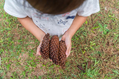 Asiand Child in the forest holds a handful of pine cones show to camera.の写真素材
