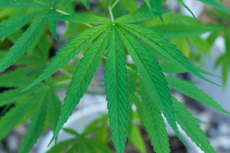 Cannabis leaf vegetative growth, Green plant Close up. Green hemp plants with stalk, leaves swinging...