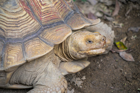 African Sulcata Tortoise Natural Habitat,Close up African spurred tortoise resting in the garden
