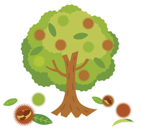 The chestnut tree which produced fruits in the autumnのイラスト素材