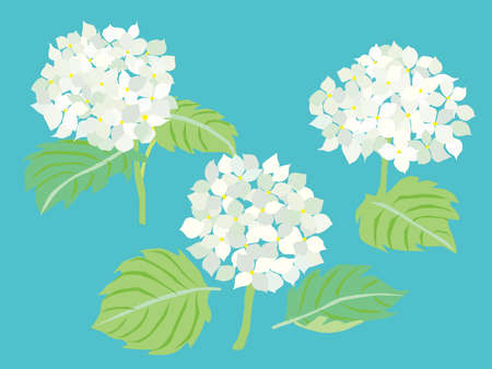 Illustration of the white hydrangeaのイラスト素材