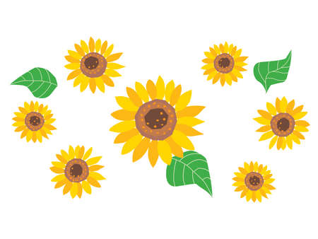 Many sunflowers which bloomed neatlyのイラスト素材