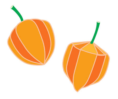 Illustration of the ground cherryのイラスト素材
