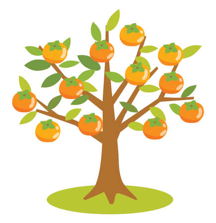 Illustration of a persimmon treeのイラスト素材