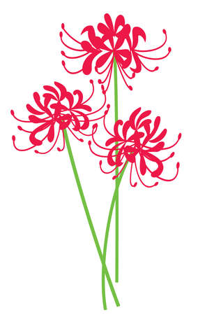 Red cluster amaryllis of the autumn equinoctial week. This is an illustration of flower.のイラスト素材