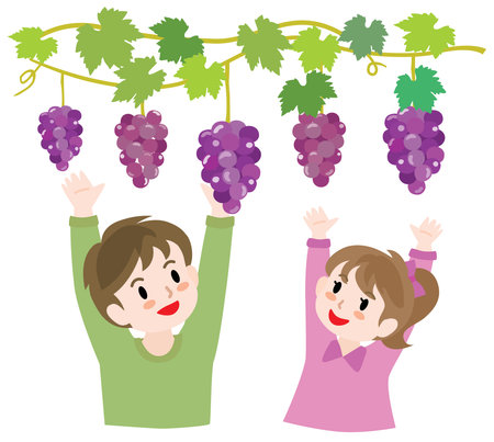 Illustration of the children doing grape picking.のイラスト素材