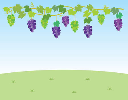 Background illustration of a vineyard and the blue sky.のイラスト素材