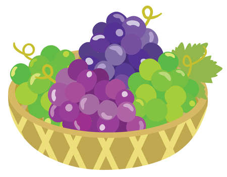 Many bunch of grapes in the basket.のイラスト素材