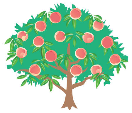 Illustration of the peach tree.のイラスト素材
