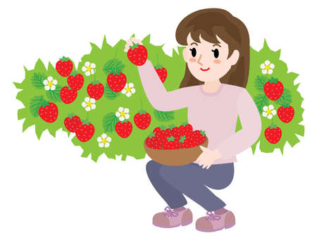 The woman doing strawberry picking.のイラスト素材