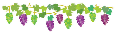 Border frame illustration of grape vineのイラスト素材