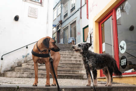 Travelling dogs in coimbraのeditorial素材