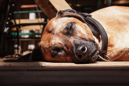 Rhodesian Ridgeback Pure breed with black mask, nose and ears, black collar, sleeping in the sun on a wooden patio floor enjoying summerの写真素材