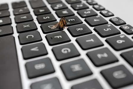 Yellowjacket Wasp dies from stress on a business laptop keyboard. Close-up, sharp center, blurred...