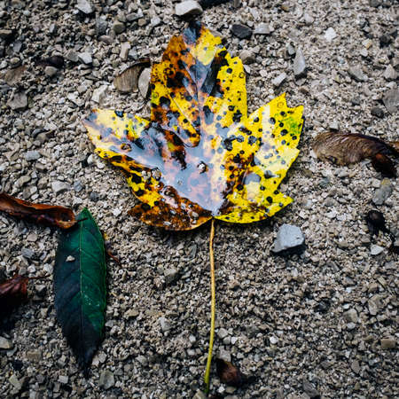 A single yellow leaf lying flat on stony ground with dark brown spots in the center of picture and a...