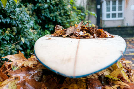Old Surfboard longboard on a pile of autumn leaves and foliage in a city backyard