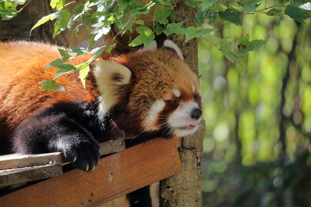 Take a NAPの写真素材