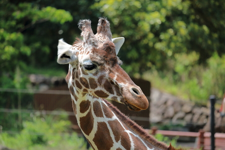 Giraffe turn aroundの写真素材