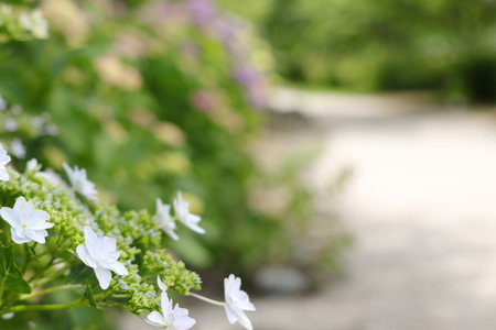 hydrangeaの写真素材