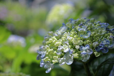 hydrangea
