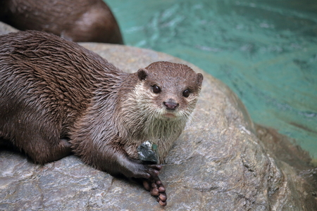 Asian short clawed Otterの写真素材