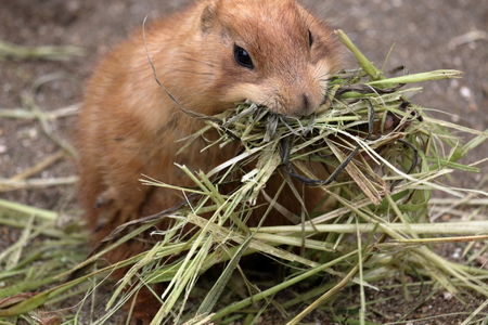 Prairie dogs eat too much, pay attentionの写真素材