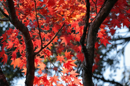 Autumn colors.