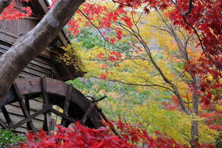 View autumn leaves aboutの写真素材