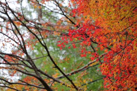 Autumn pattern.の写真素材