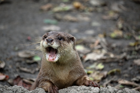 Energetic otterの写真素材