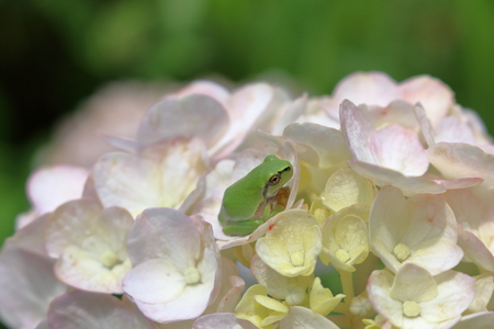 Hydrangea breakの写真素材