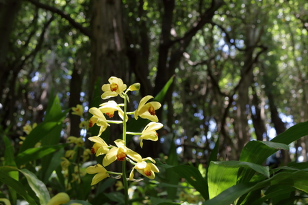 Phaius flavus- a type of orchidの写真素材