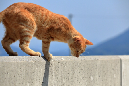 Ogijima's cat (Kagawa Prefecture)の写真素材