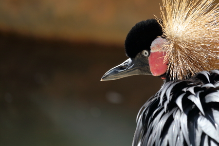 Black Crowned Craneの写真素材