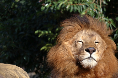 Lion style is blowingの写真素材