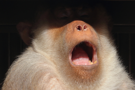 sacred baboonの写真素材