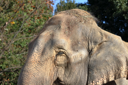 Head of Ceylon elephantの写真素材