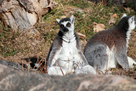 Ring-tailed Lemur basking in the sun