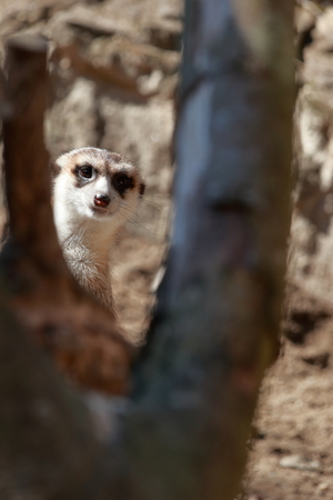 I'm peeking at Meerkatの写真素材