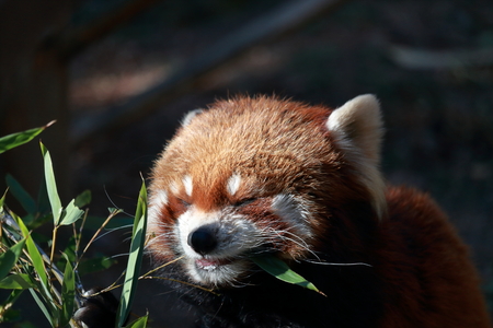 Lesser panda crazy for mealsの写真素材