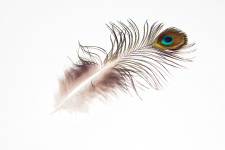 Detail of peacock feather eye on white background. Beautiful feather of a bird. Isolated.の写真素材