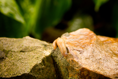 A small, long slug crawling on a rocky fence in the garden. Wet and fresh after the rain. Summer rain.の写真素材