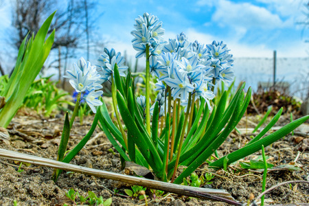 Spring flowers Puschkinia.の写真素材